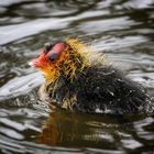 First Swim