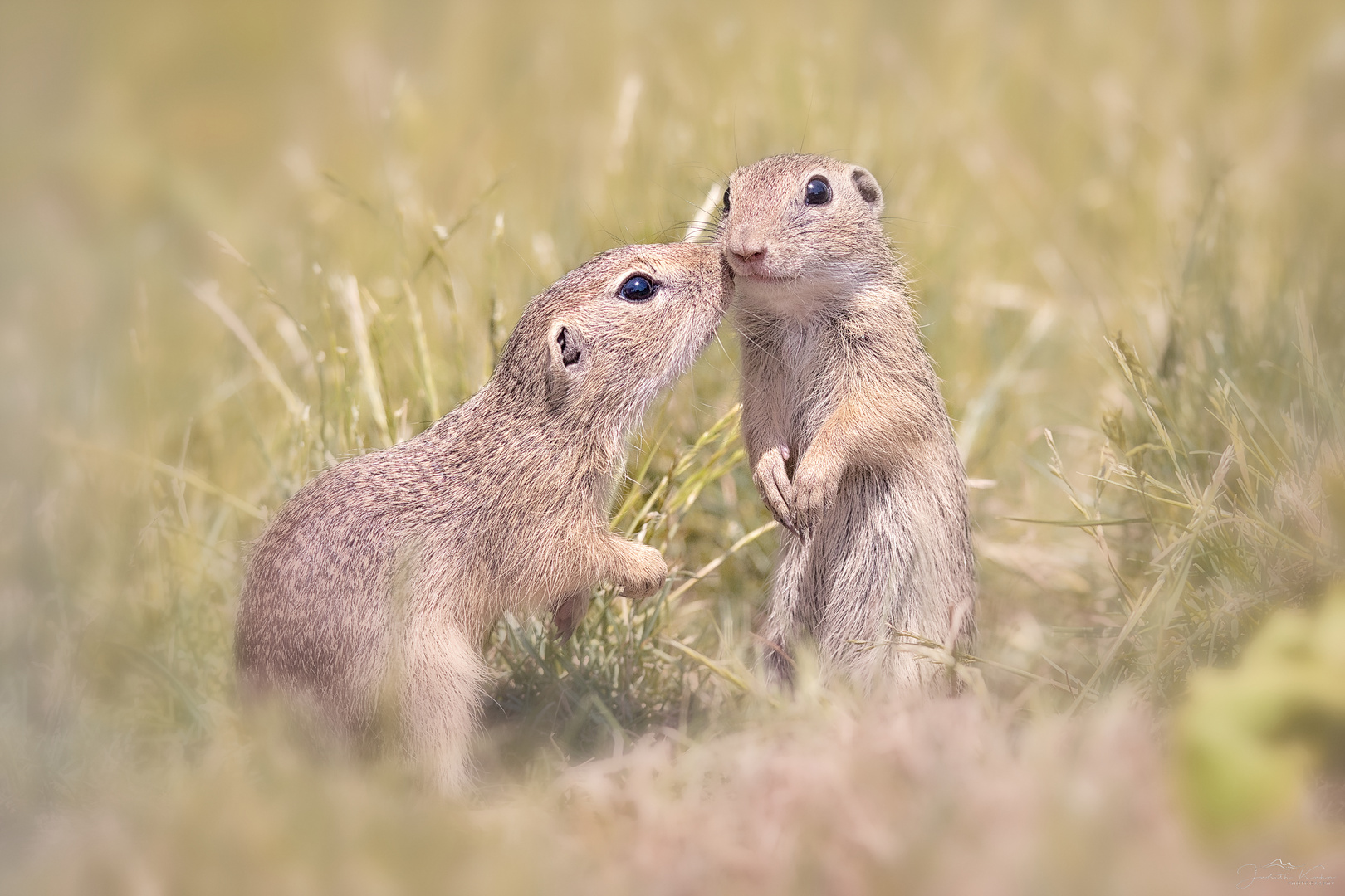 first time, first kiss