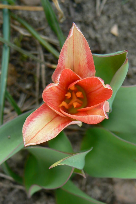 first tulip in spring