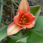 first tulip in spring