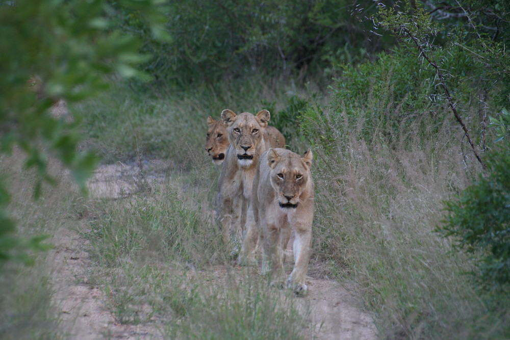 First wild lions in sight