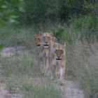 First wild lions in sight