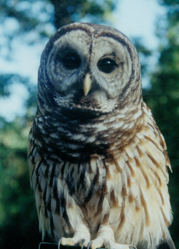 First year barred owl
