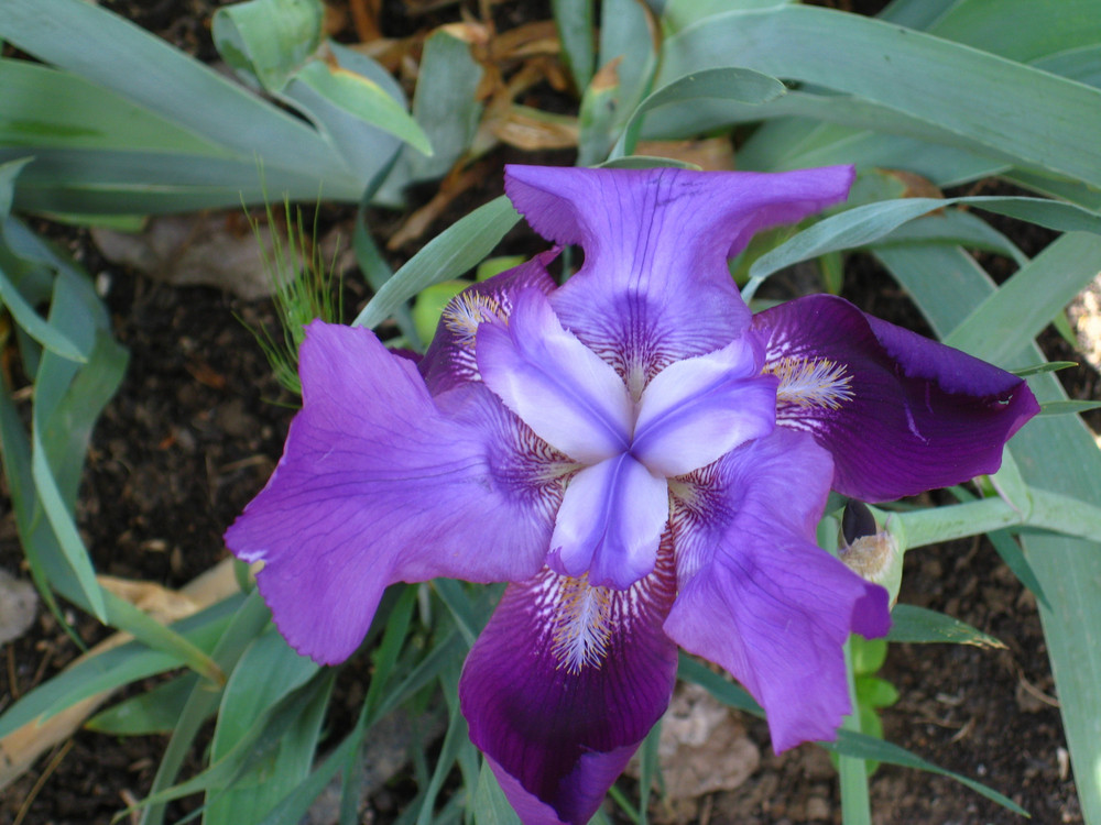 FirstInLine's Iris