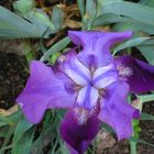 FirstInLine's Iris