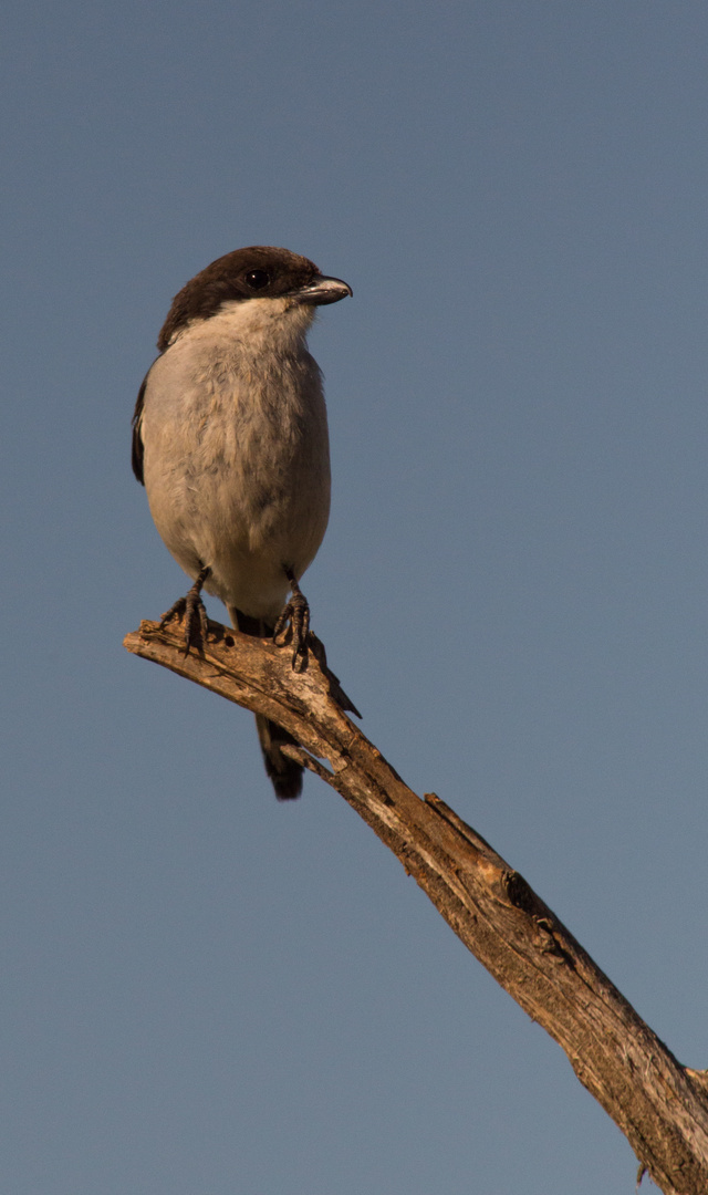 Fiscal Flycatcher