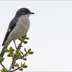 Fiscal Flycatcher