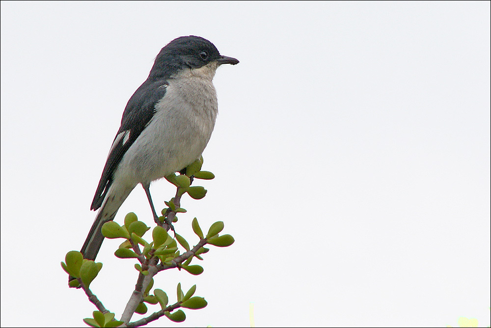 Fiscal Flycatcher