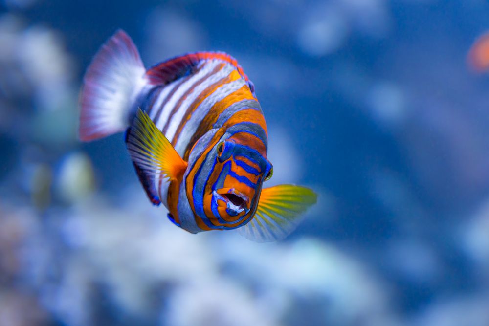 Fisch Foto & Bild | tiere, wildlife, fische Bilder auf fotocommunity