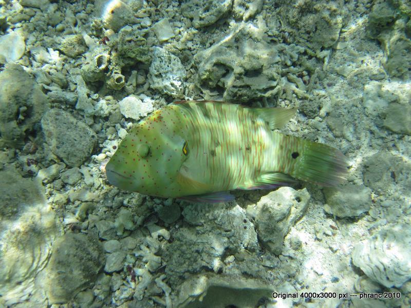 Fisch 2 im Roten Meer