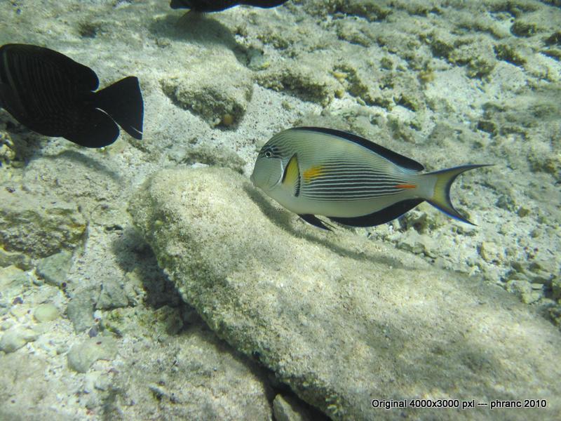 Fisch 3 im Roten Meer