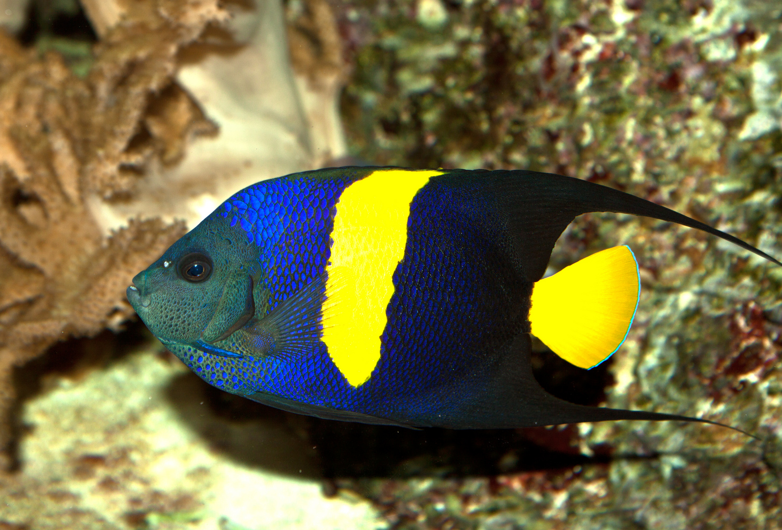 ?fisch Foto & Bild | tiere, zoo, wildpark & falknerei, zoo: fische