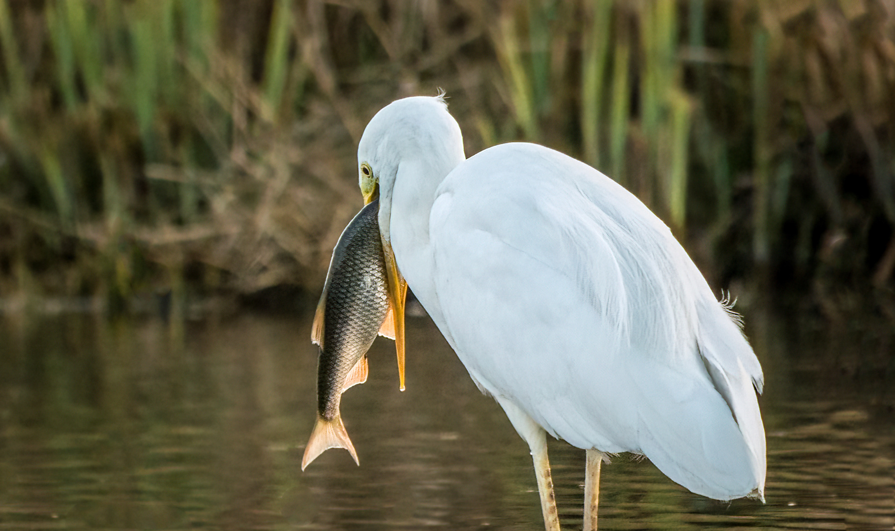 "FISCH - aber welcher"?