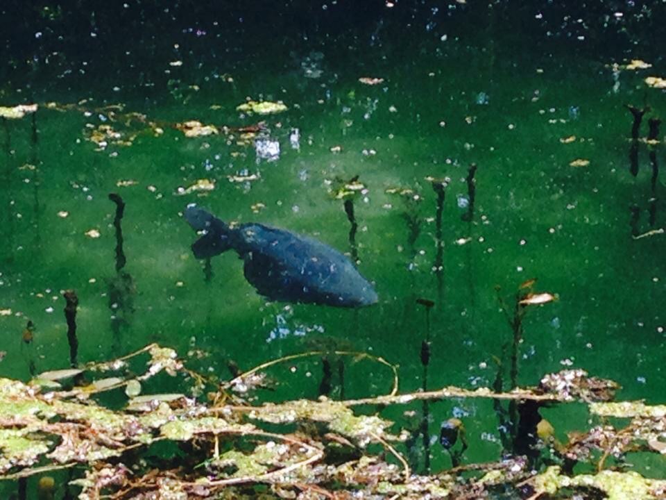 fisch am baden