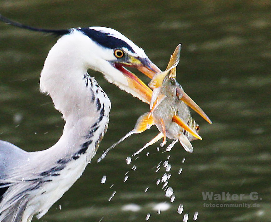 Fisch am Spiess (100% crop)