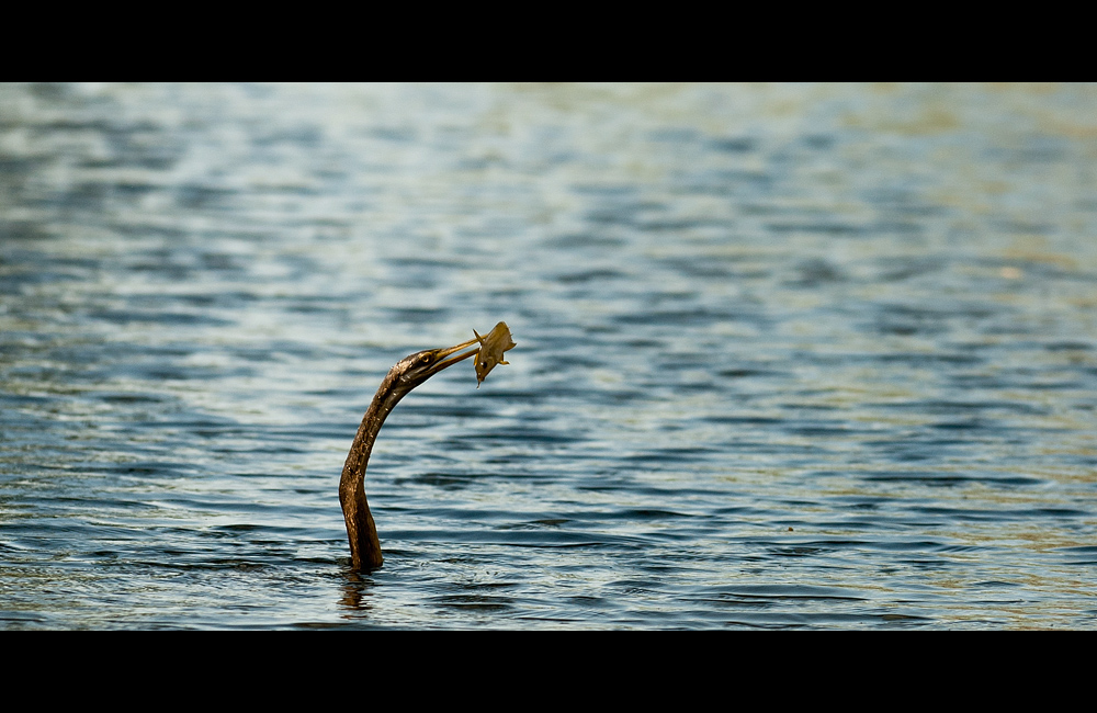 Fisch am Spieß