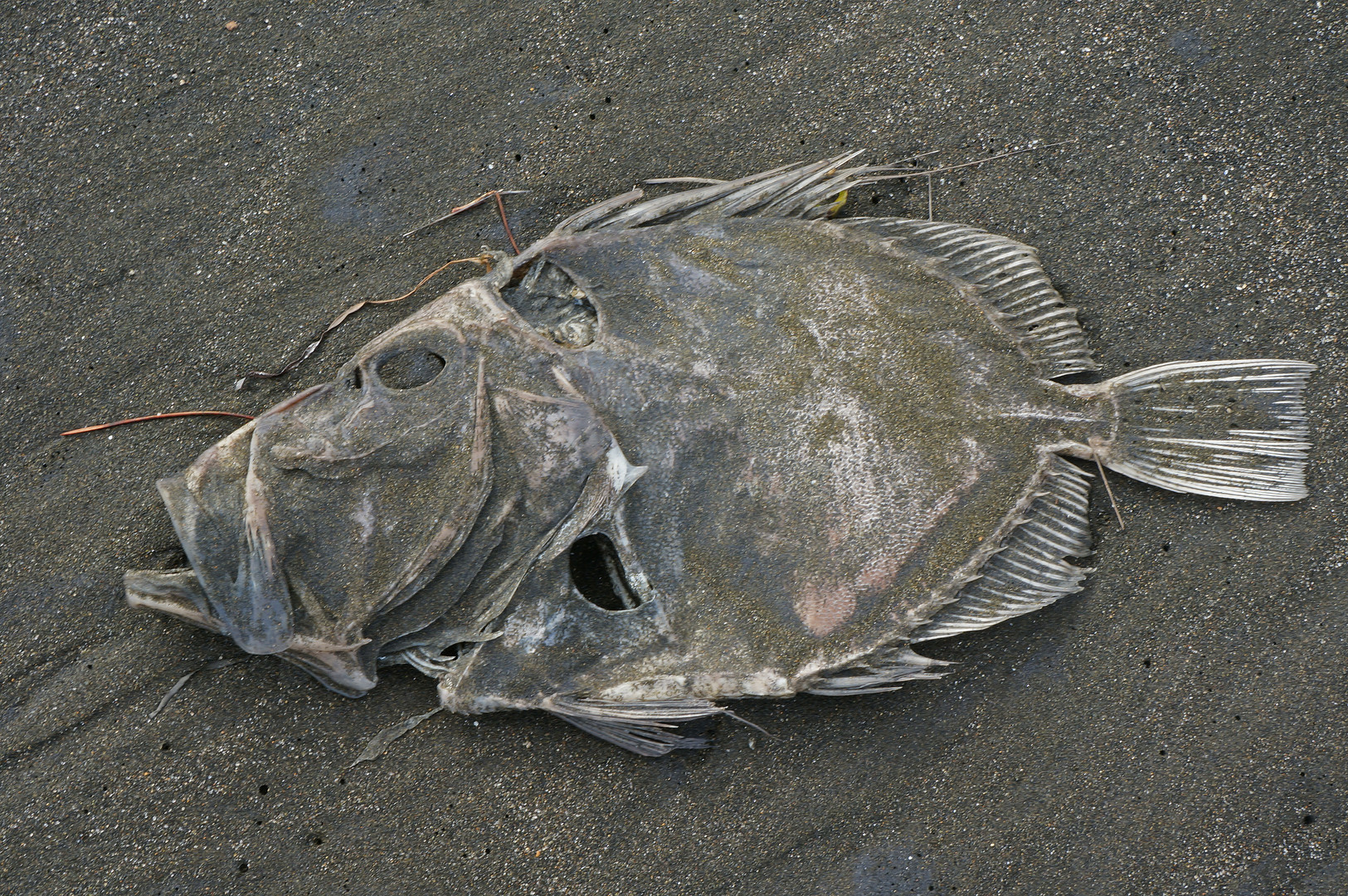 Fisch am Strand