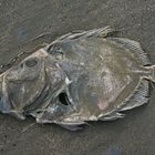 Fisch am Strand