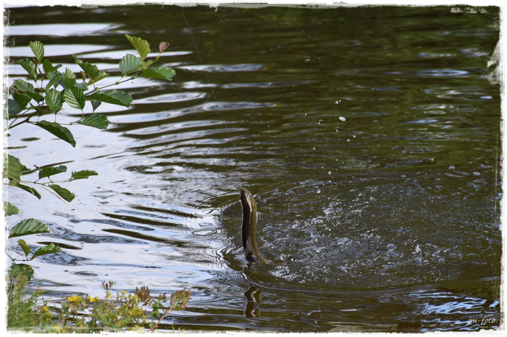 Fisch an der Anglerschnur