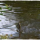 Fisch an der Anglerschnur