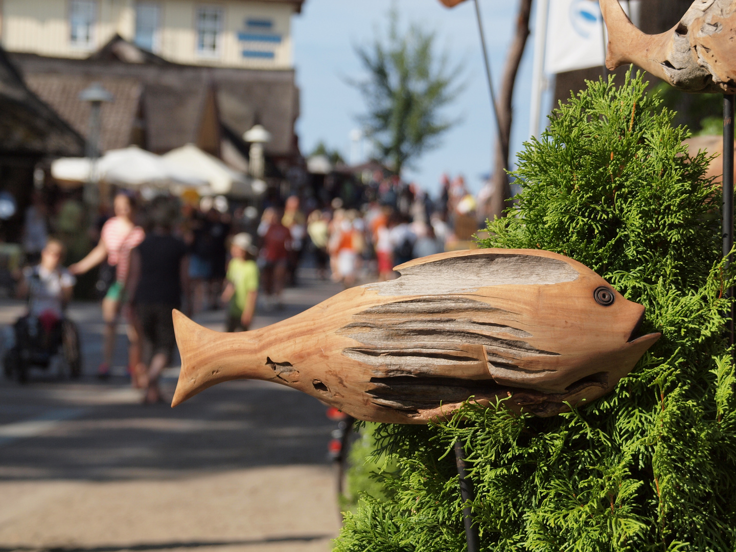 Fisch auf dem Trocknen