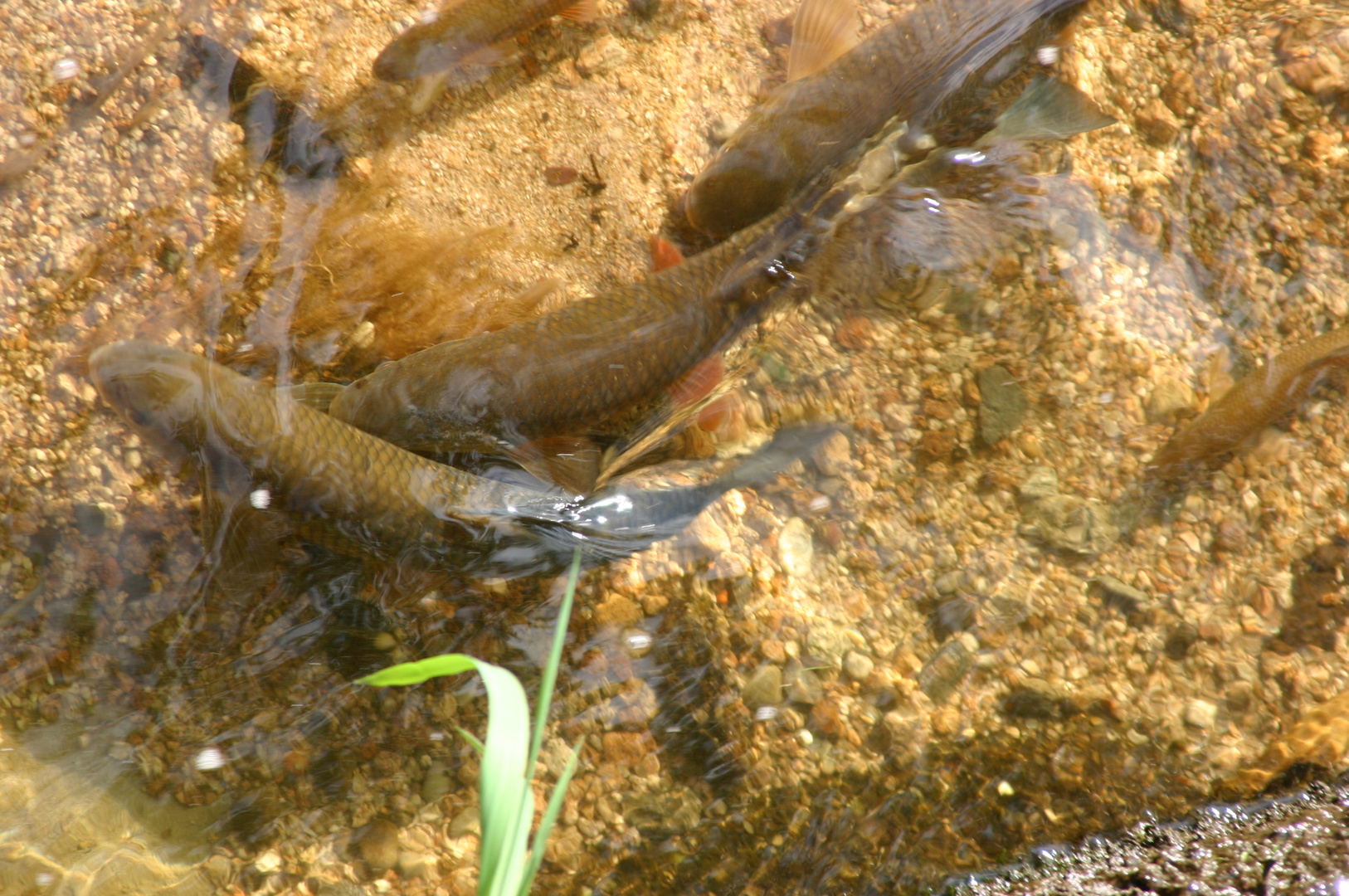 Fisch auf Schluchseegold...