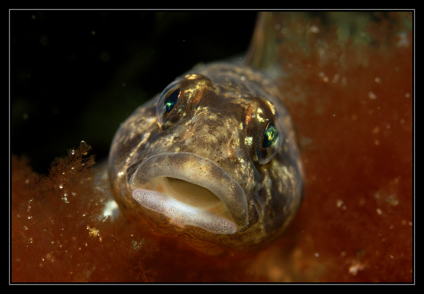 Fisch aus der Ostsee