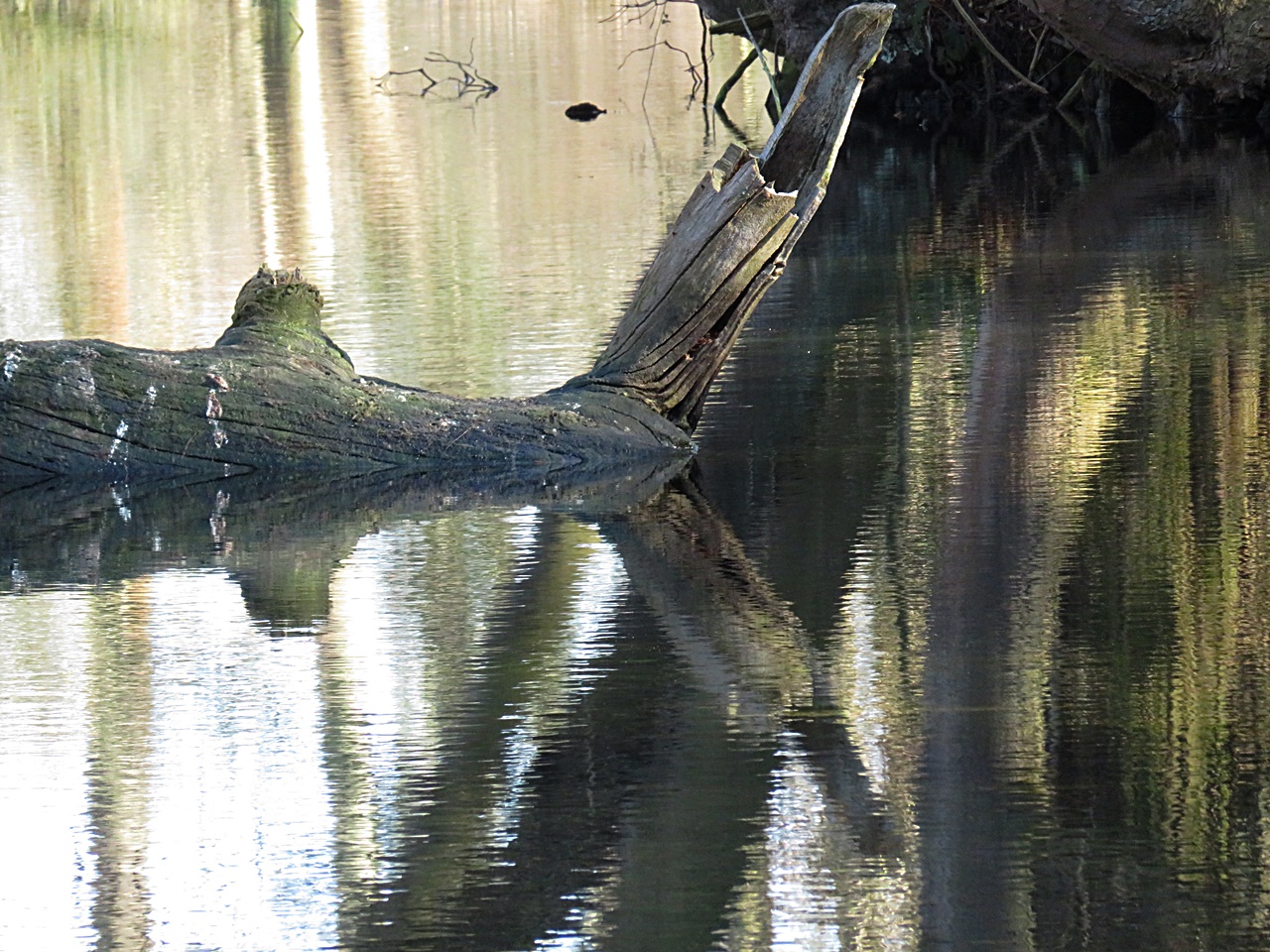 Fisch aus Holz 