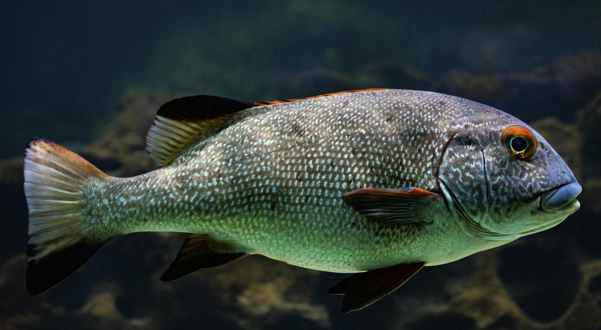 Fisch Foto &amp; Bild | spezial, natur, zoo Bilder auf fotocommunity