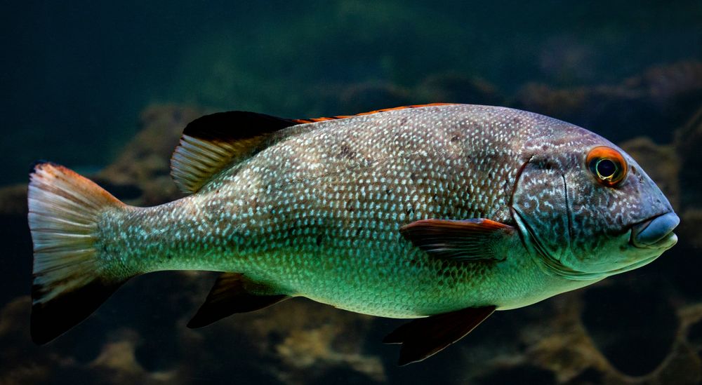 Fisch Foto & Bild | spezial, natur, zoo Bilder auf fotocommunity