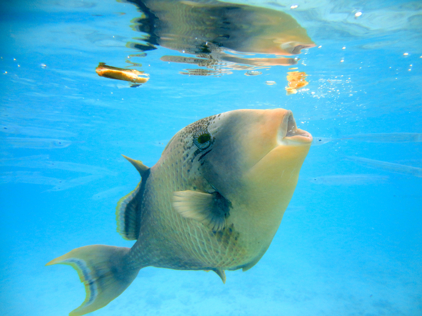 Fisch beim Fressen Foto & Bild tiere, wildlife, fische Bilder auf