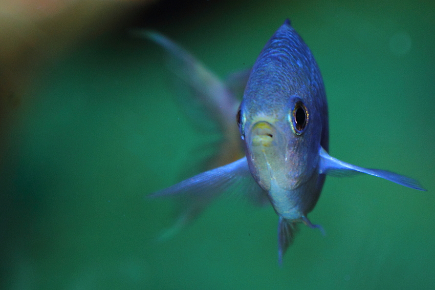 Fisch - blau oder gebacken, das ist hier die Frage