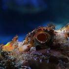 Fisch close-Up
