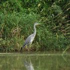 Fisch fang erfordert Ausdauer und Geduld