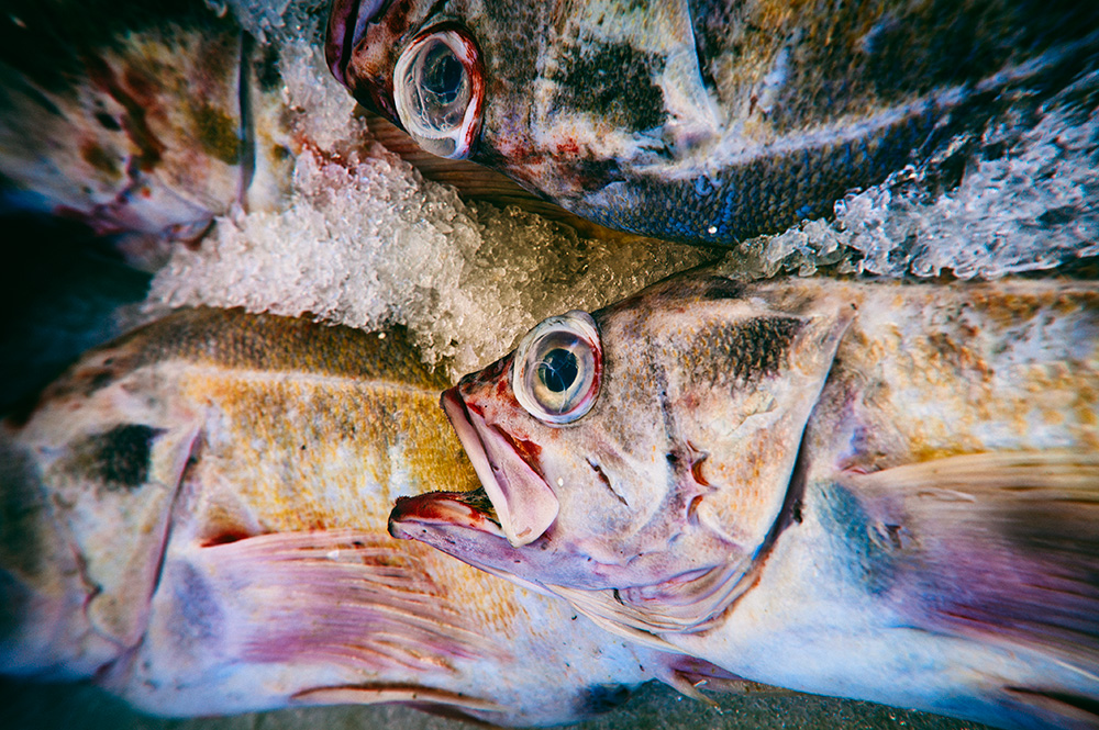 Fisch, frisch auf den Tisch.