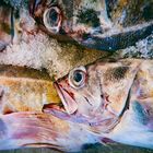 Fisch, frisch auf den Tisch.