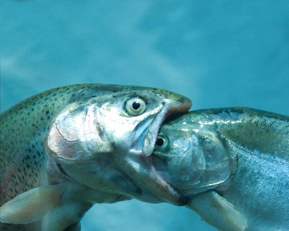 fisch frißt fisch... Foto & Bild tiere, wildlife, fische Bilder auf
