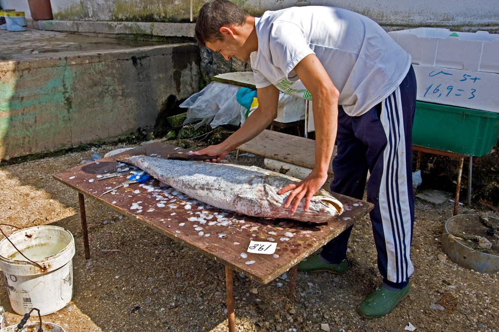 Fisch für alle