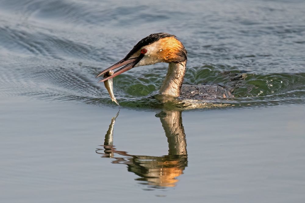 Fisch fürs Küken