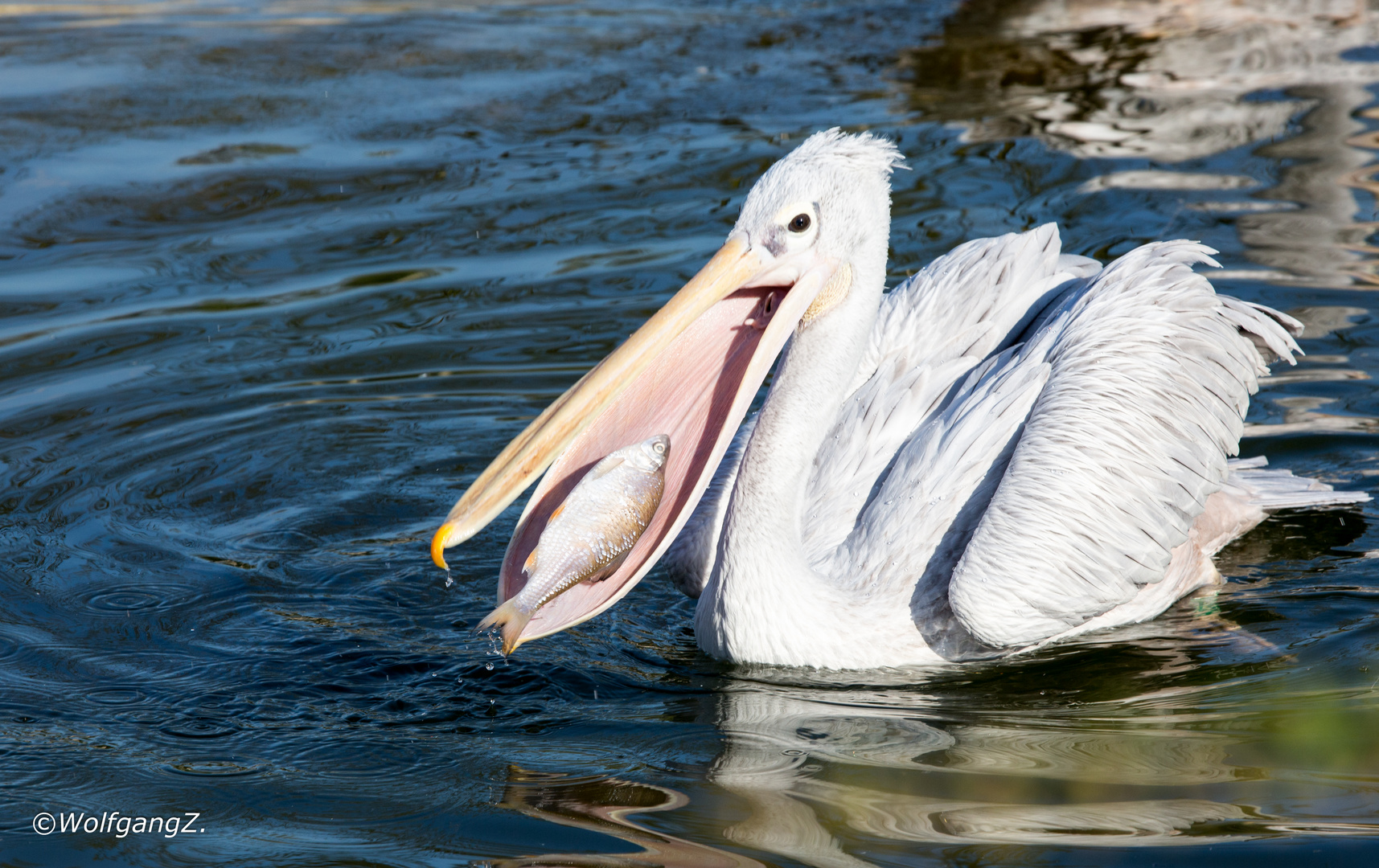 Fisch gefangen