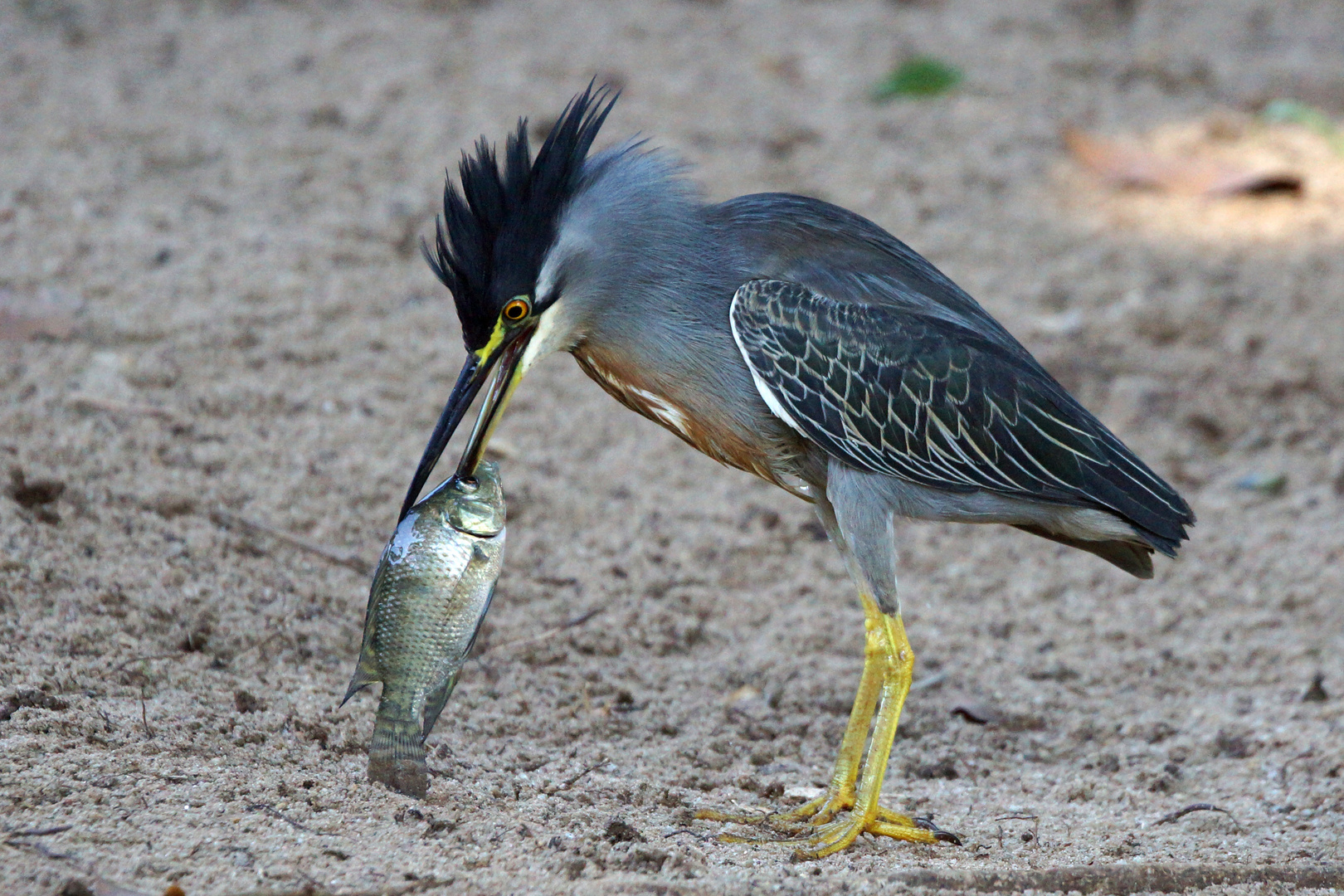 Fisch gefangen