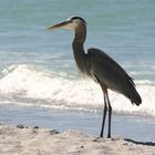 Fisch- / Graureiher am Strand