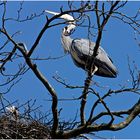 Fisch-/Graureiher an seinem Nest (Ardea cinerea)