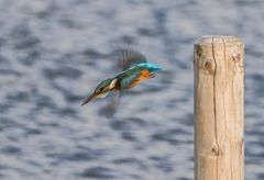 "FISCH ...... ich kommeeee"