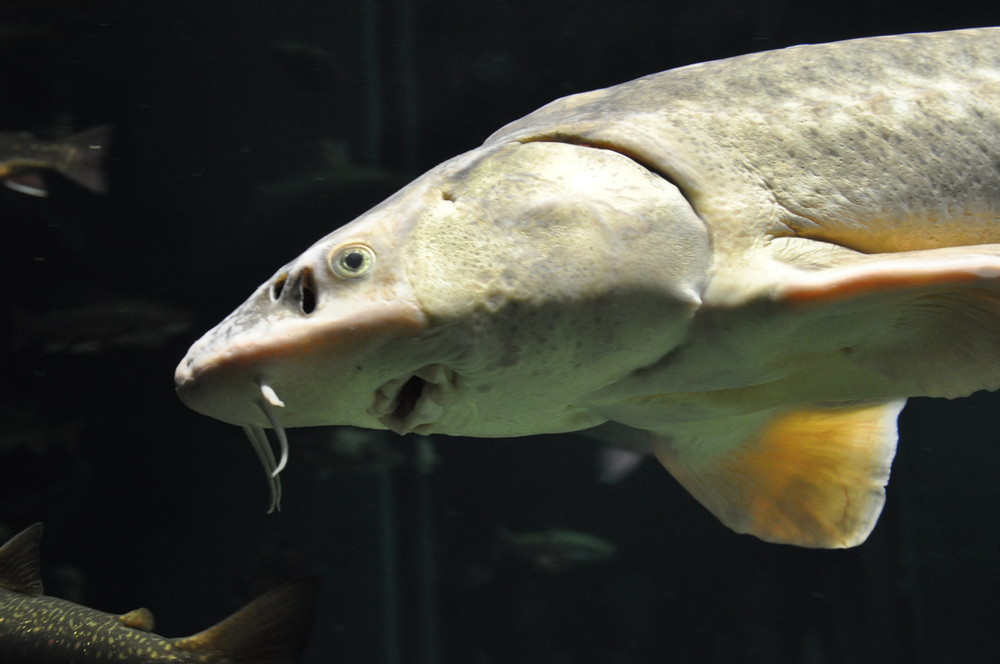 Fisch im Aquarium