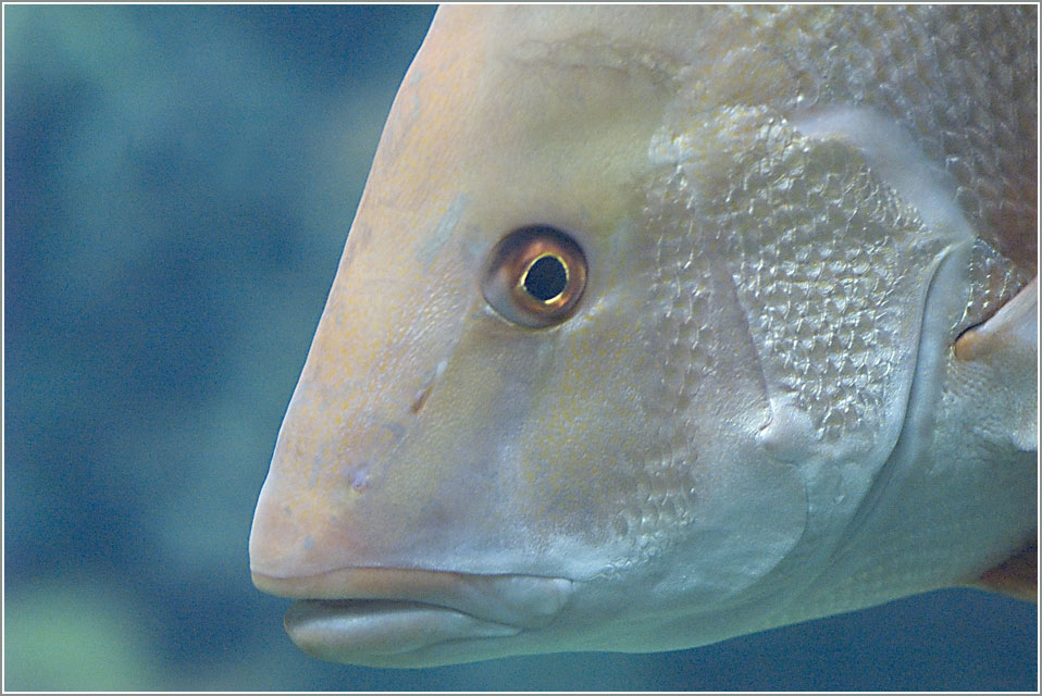 Fisch im Aquarium Arnheim Zoo