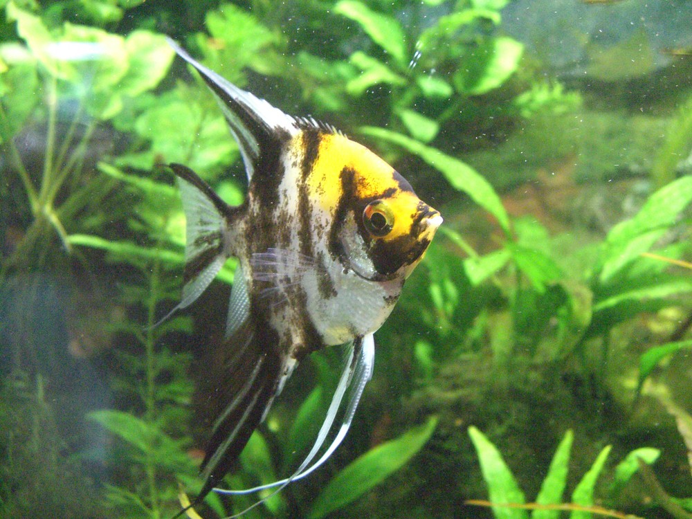Fisch im Aquarium des Allwetterzoos Münster