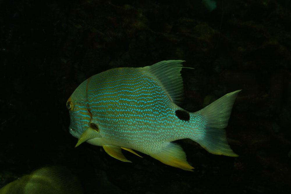 Fisch im Aquarium