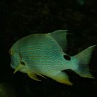 Fisch im Aquarium