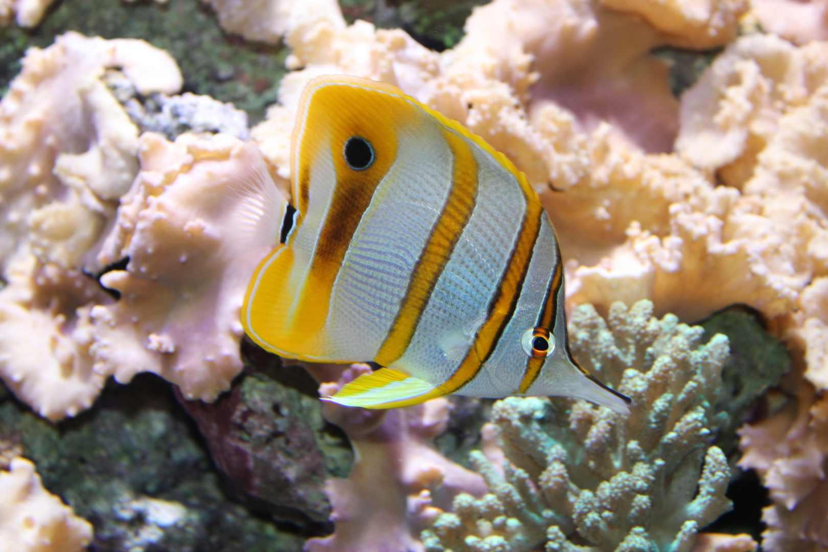 Fisch im Aquarium im Zoo Zürich